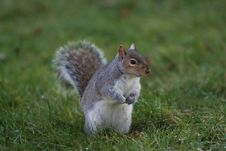 Hyde Park Squirrel At Look-out Stock Image