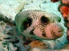 White Spotted Pufferfish Stock Image White Spotted Pufferfish Stock Image
