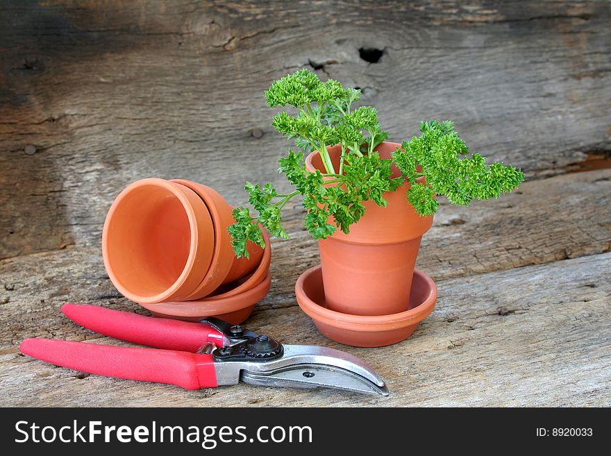 Parsley being grown in a terracotta pot with a pruning tool and empty flowers pots laying around.  This is shot on an old piece of wood for an outdoors feeling and there is room for text.