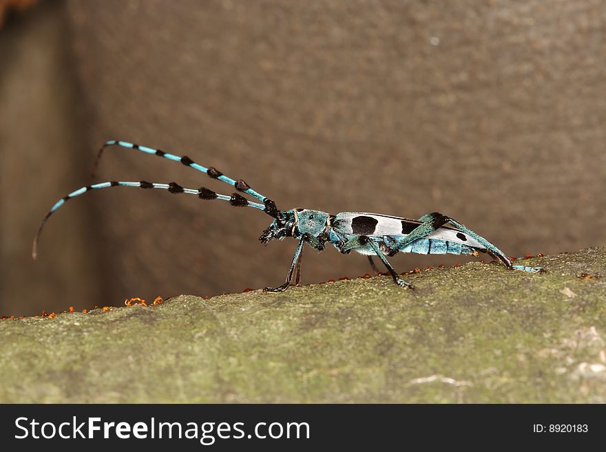 Rosalia longicorn (Rosalia alpina, long-horn beetle), Poland