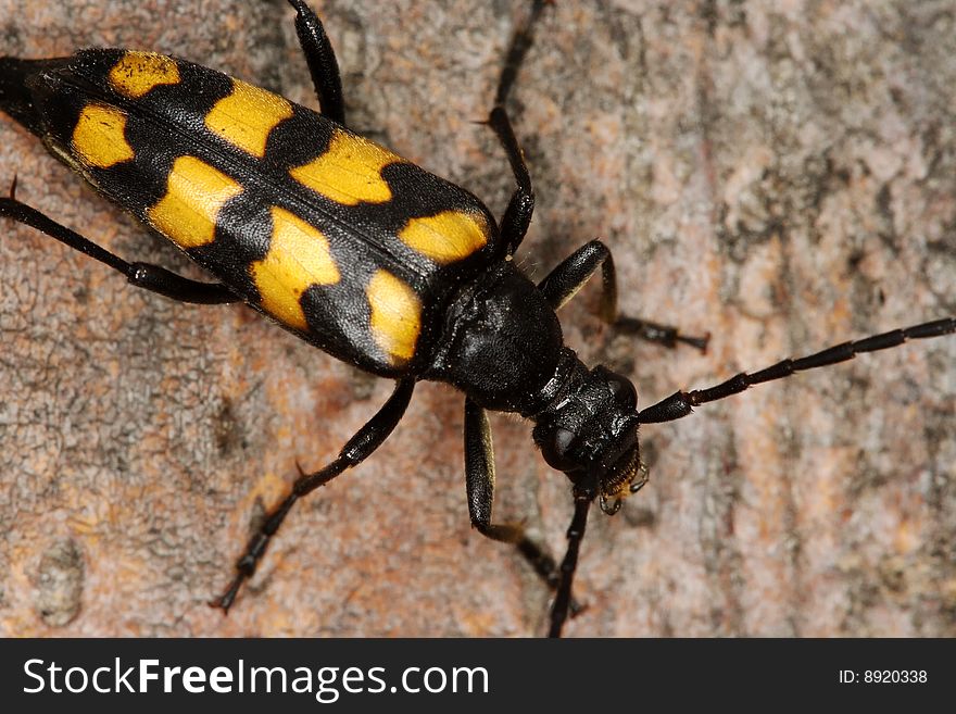 Four-banded Longhorn Beetle (Leptura quadrifasciata) on a beech stem, Poland. Four-banded Longhorn Beetle (Leptura quadrifasciata) on a beech stem, Poland