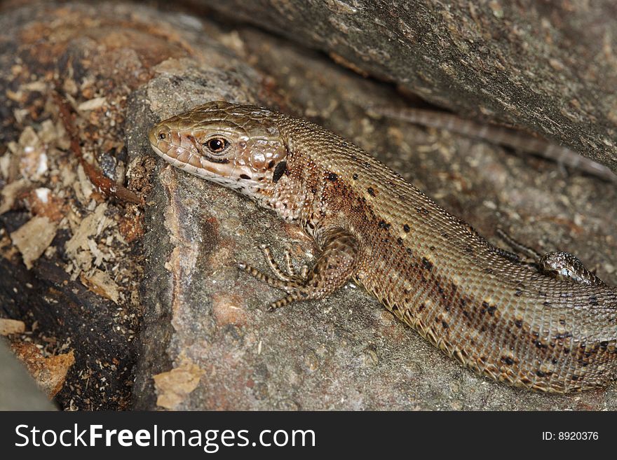 Viviparous lizard (Lacerta vivipara), Southern Poland