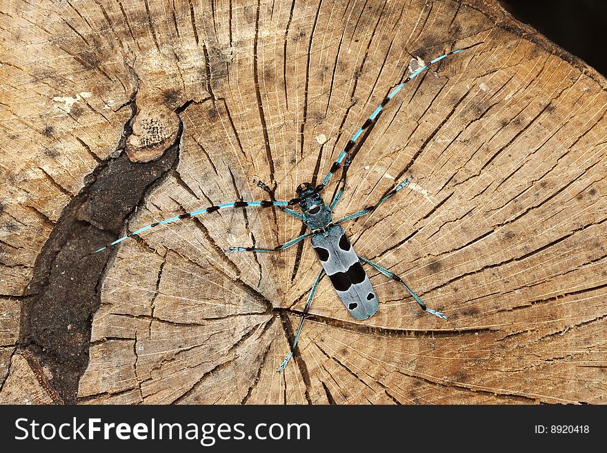 Rosalia longicorn on a beech stem, Poland