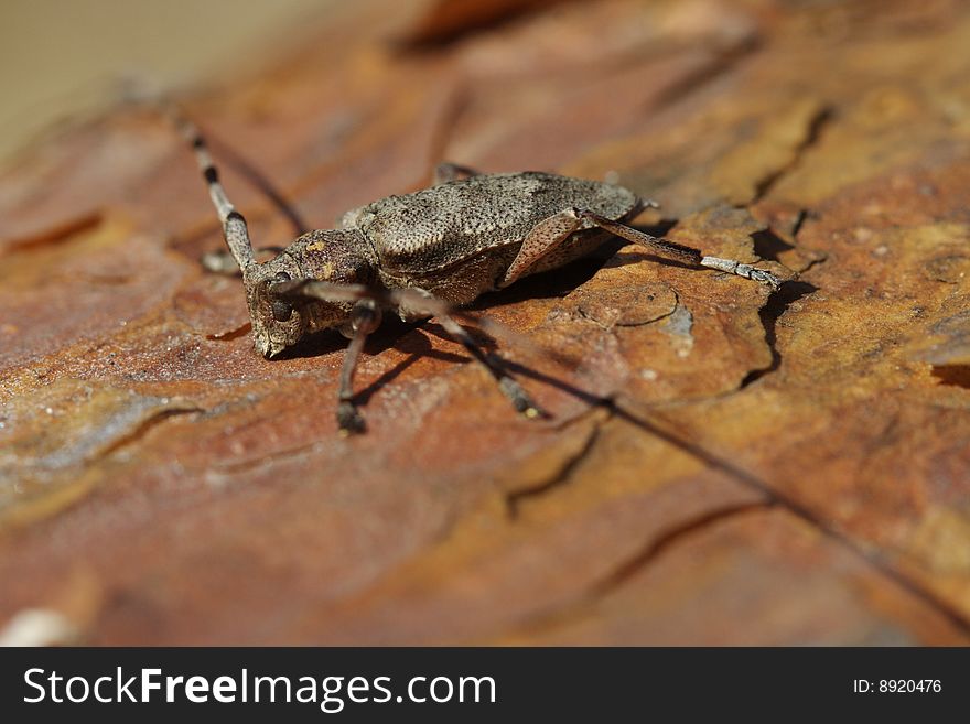 Common timberman beetle, (Acanthocinus aedilis) on a trunk, Poland