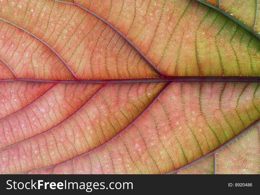 Colored leaf close up for background use