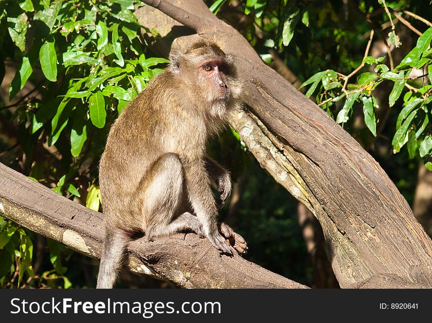 Monkey sitting on the tree, Phuket, Thailand