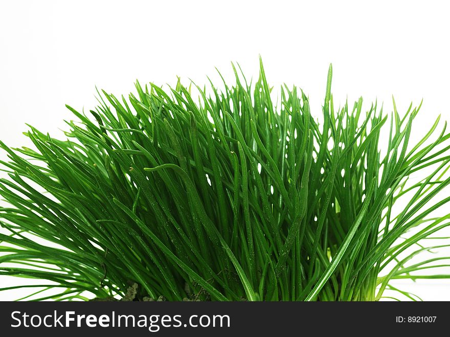 Decoration Grass