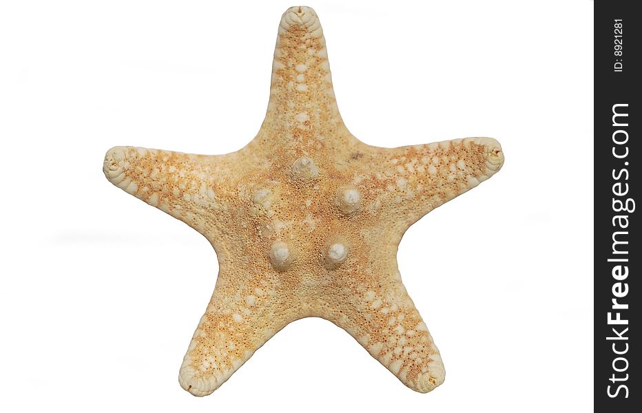 The starfish on the white background, macro