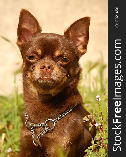 Portrait of a purebred chocolate chihuahua in a garden