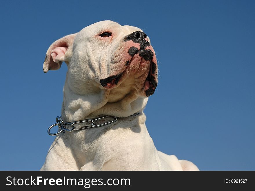 Portrait of a white purebred American bulldog on a blue sky