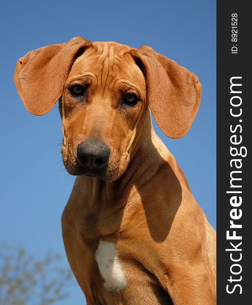 Portrait of a puppy purebred Rhodesian Ridgeback in a blue sky. Portrait of a puppy purebred Rhodesian Ridgeback in a blue sky