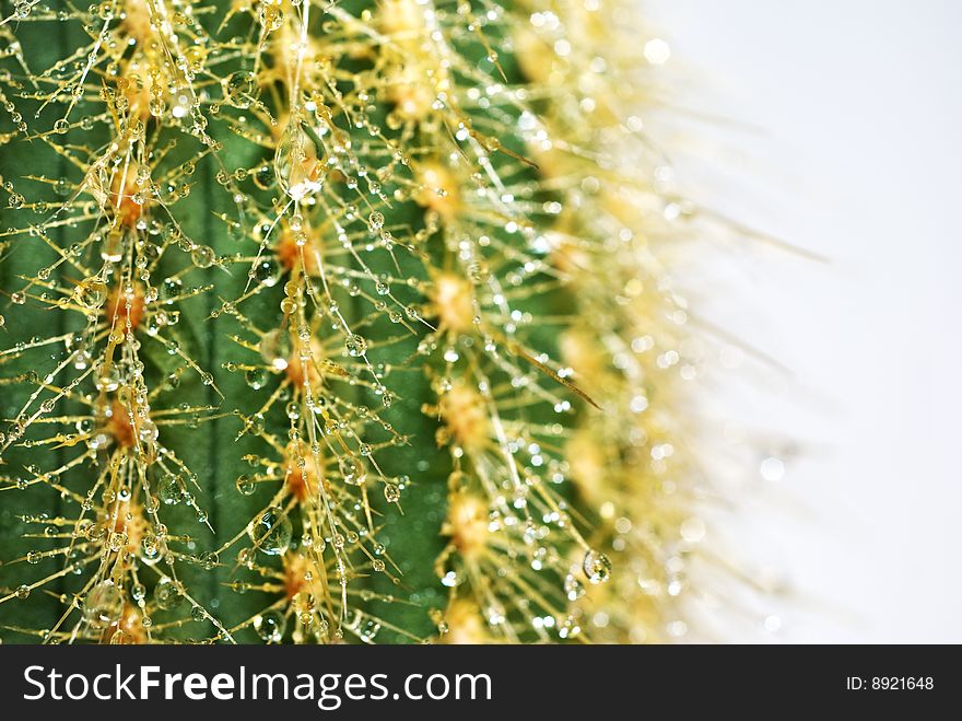 Cactus with drops of water on Needle