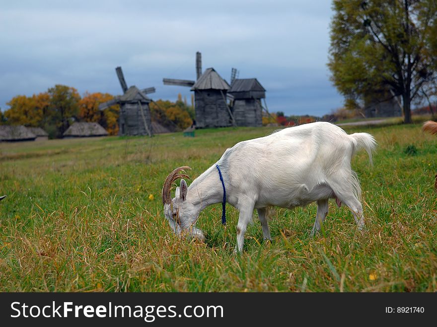 Goats are grazed on a meadow against mills