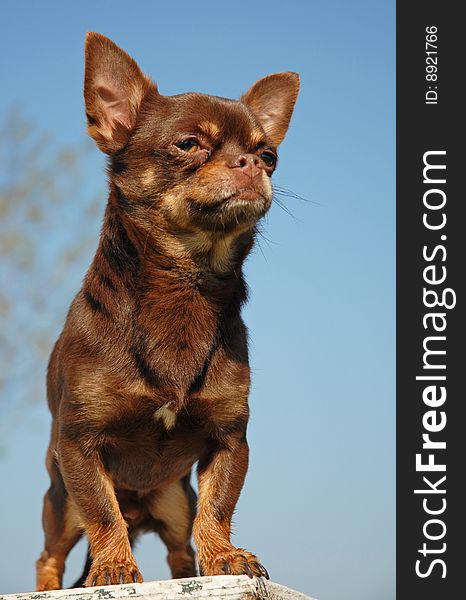 Portrait of a chocolate purebred mexican dog: chihuahua