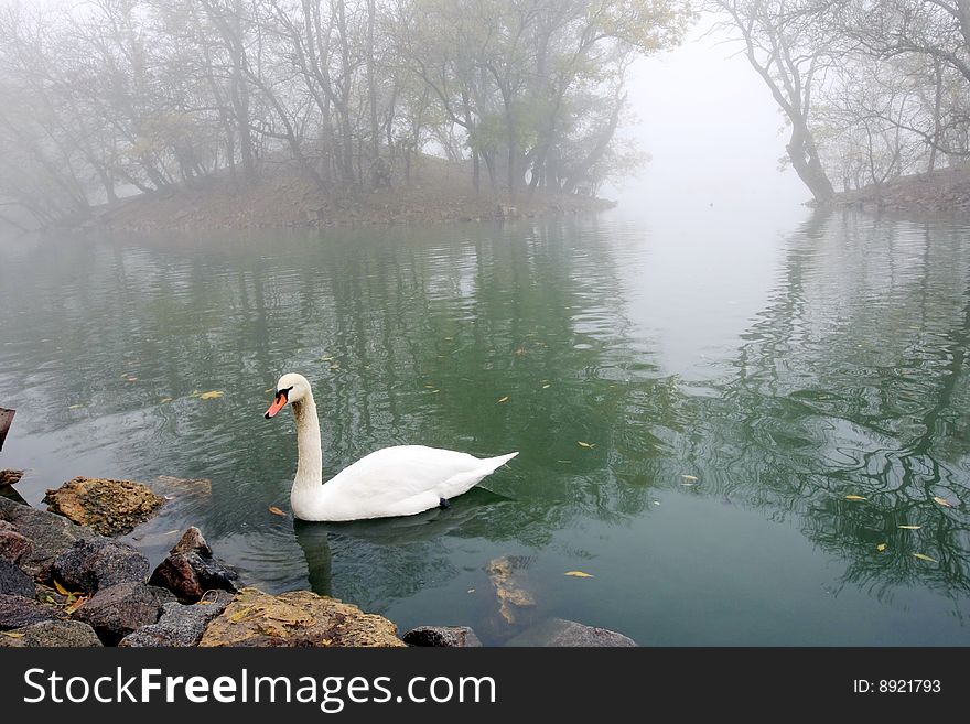 Swan in to the pond