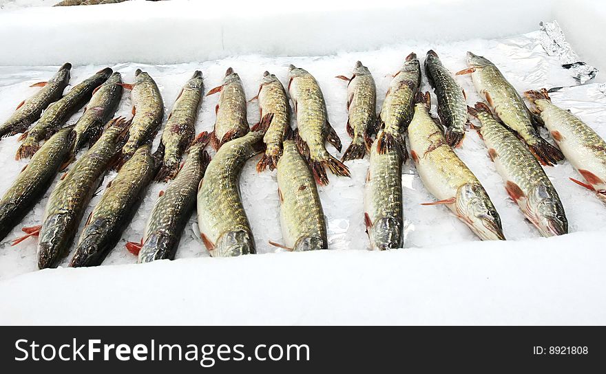 Fish stored on ice at the fish market