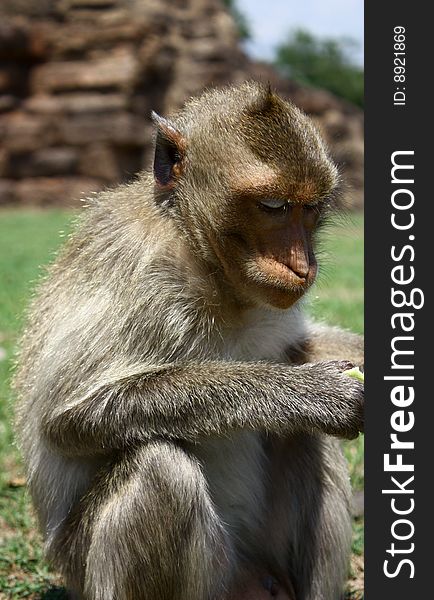 Monkey in Wat Phra Prang Sam Yot, Lopburi.