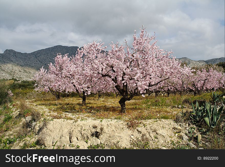 Almond tree with flowers in landscape. Almond tree with flowers in landscape