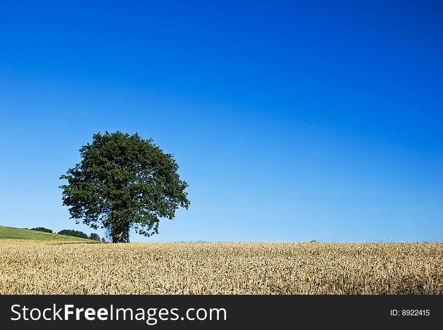 Tree In Corn Field