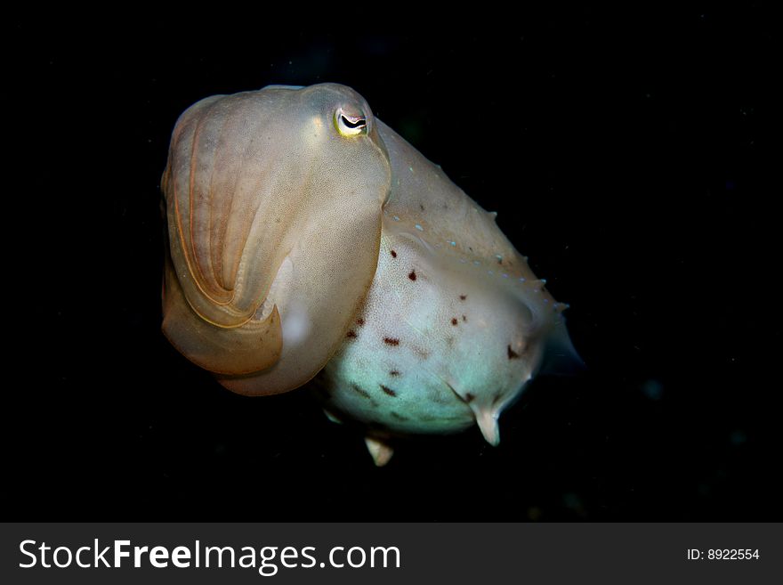 Cuttlefish changing colors on sandy bottom of coral reef