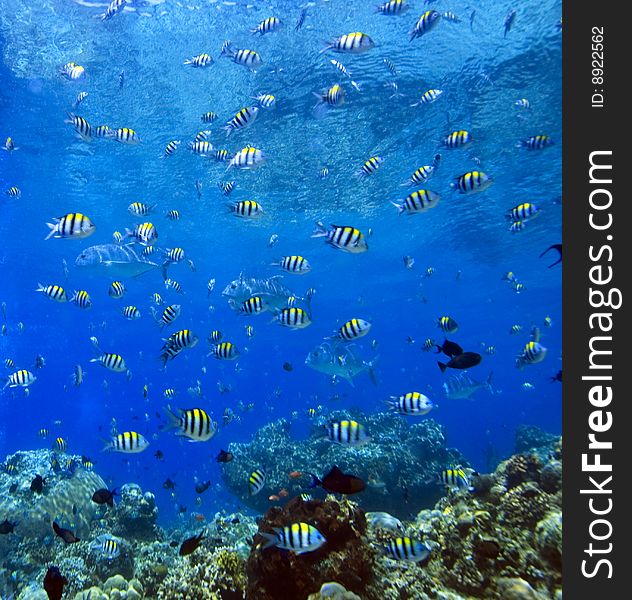 Coral reefs off the island of Bunaken in North Sulawesi Indonesia