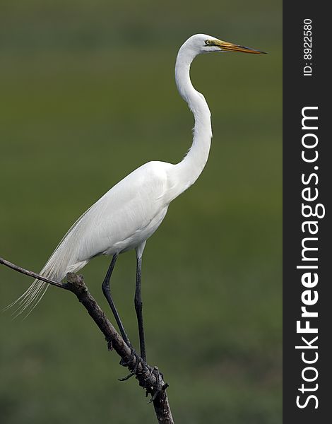 Great Egret (ardea alba)resting on branch in late afternoon