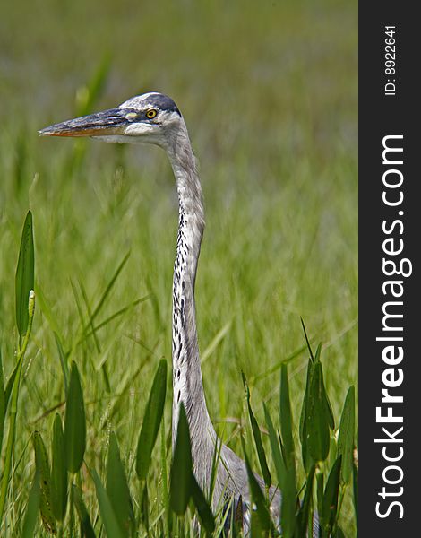 Great Blue Heron feeding in the Everglades