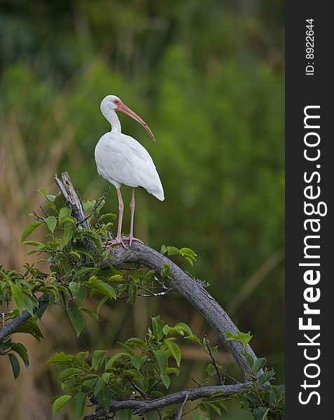 White ibis perched on a branch in the everglades