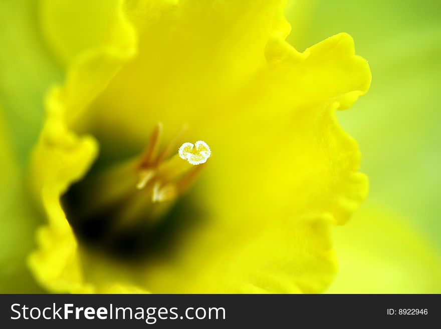 Abstract macro view of flower（chinese narsissus）