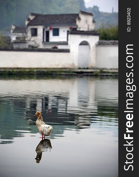 A duck reflection in pond,