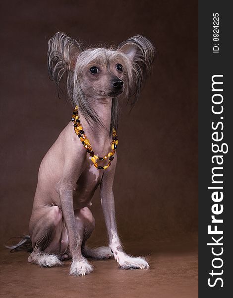 The Chinese Crested Dog with a necklace of amber. Brown non-woven background.