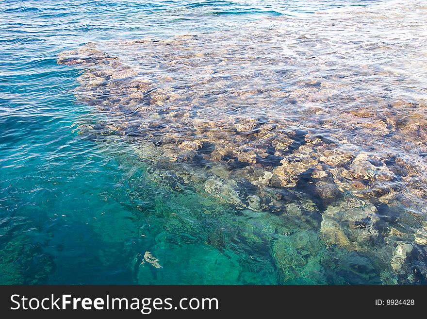 Corals in water