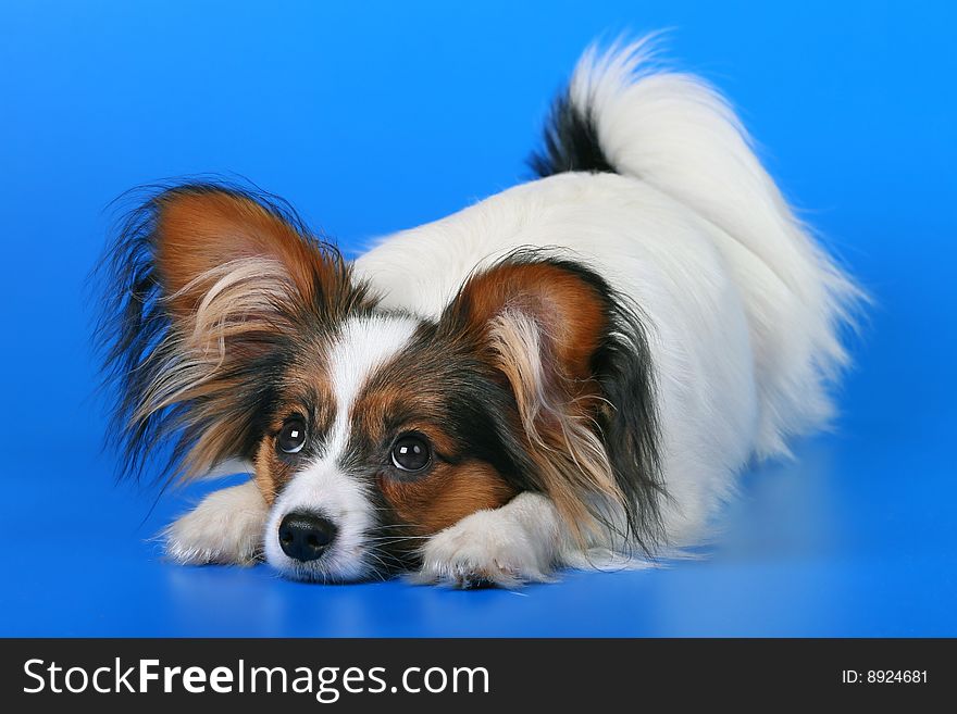 The young papillon on a blue background