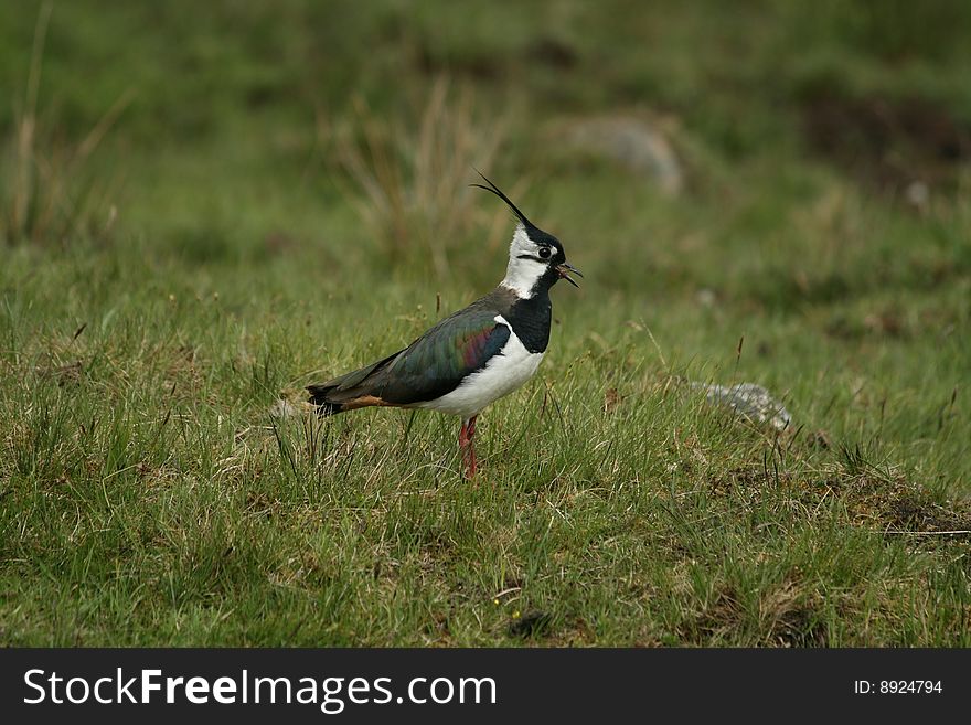 Black-bellied plover