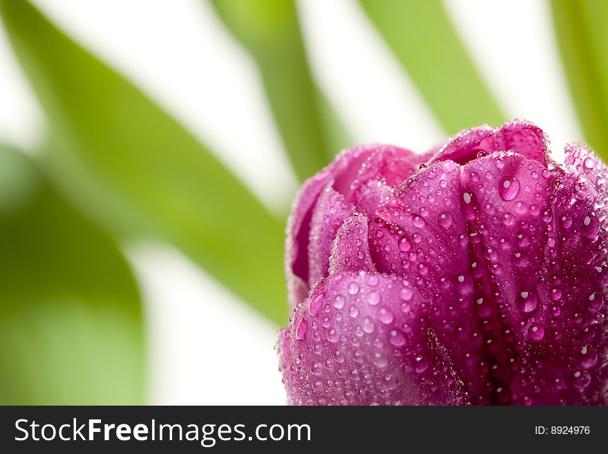 Macro Of Purple Tulips With Water Drops