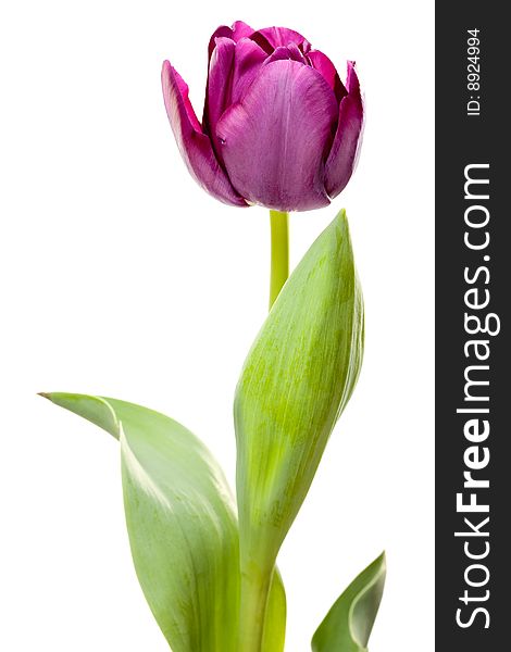 Set of Purple Tulips on a White Background.