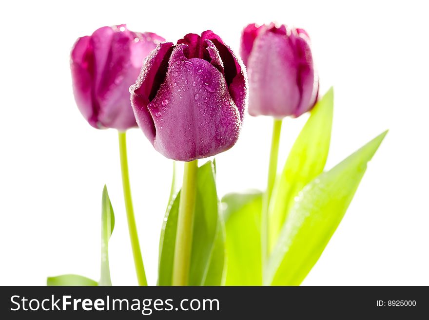 Set Of Purple Tulips