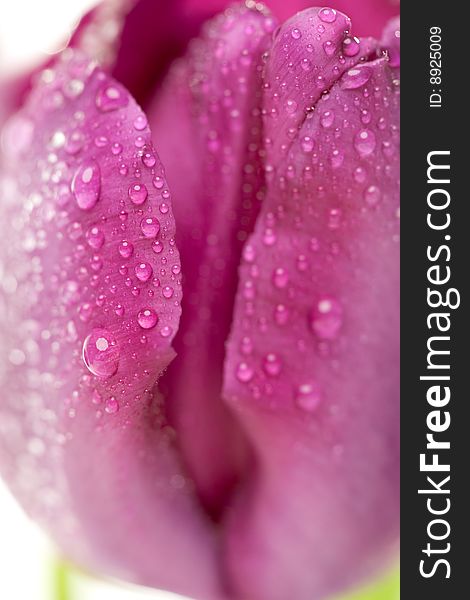 Macro Of Purple Tulips With Water Drops