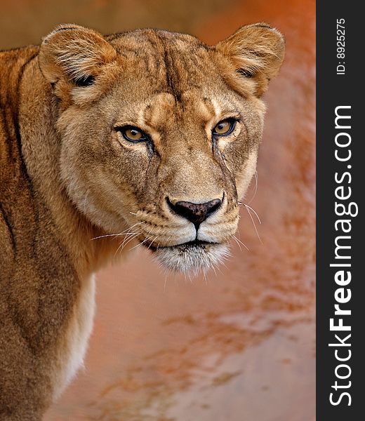 Head shot of female africian Lion. Head shot of female africian Lion