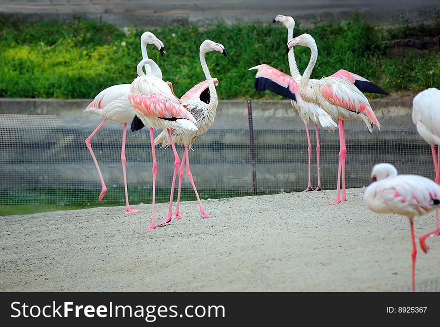 Some pink flamingos on walk. Some pink flamingos on walk