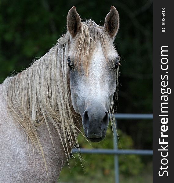Image of young grey Arabian stallion