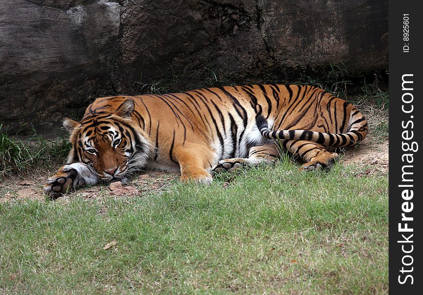 Tiger laying down beside rock. Tiger laying down beside rock