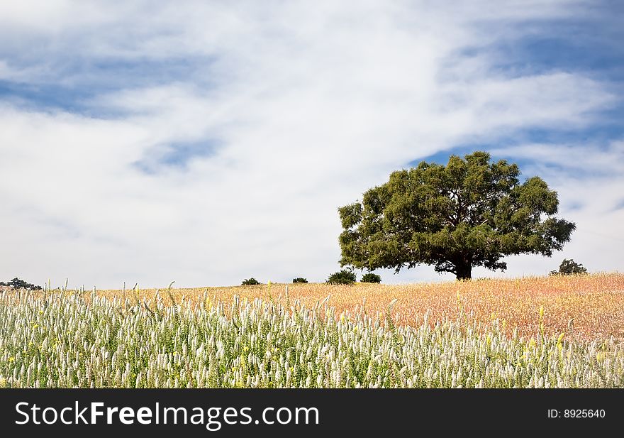 Lonely tree at the top of a hill