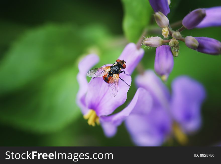 Bee On Flowers