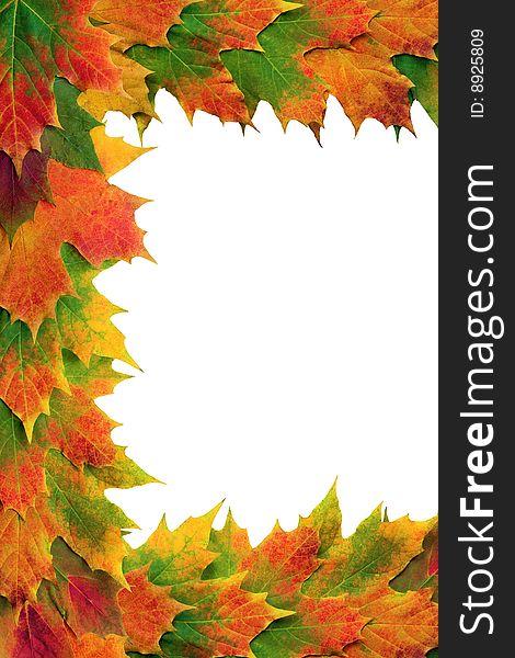 Maple leaves in vivid colors of fall forming a border, over white background. Maple leaves in vivid colors of fall forming a border, over white background.
