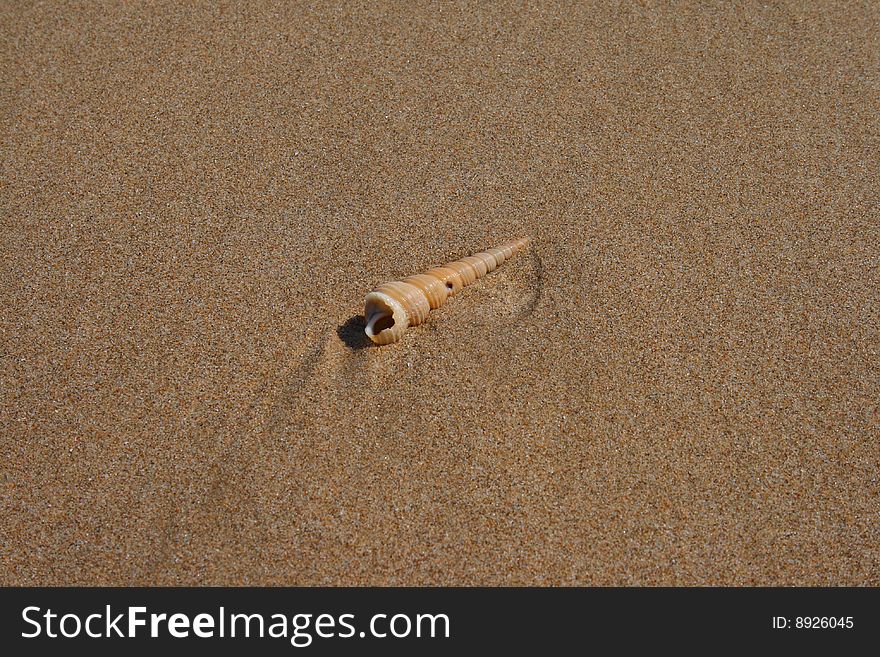 Long and pointed shell on a beach. Long and pointed shell on a beach