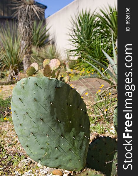 Close up of a prickly cactus in an outdoor garden on a sunny afternoon. Close up of a prickly cactus in an outdoor garden on a sunny afternoon