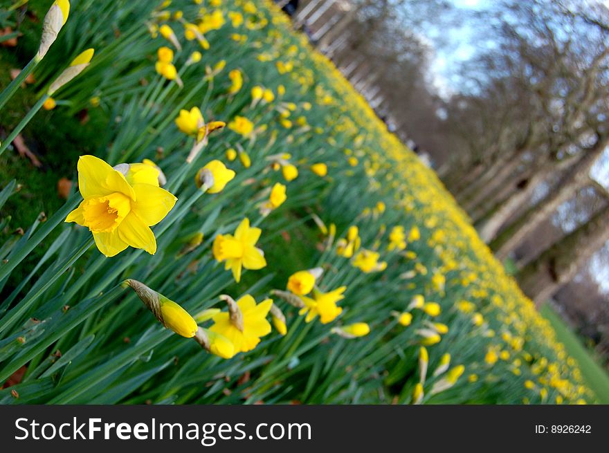 A field of daffodils, bright and yellow!. A field of daffodils, bright and yellow!