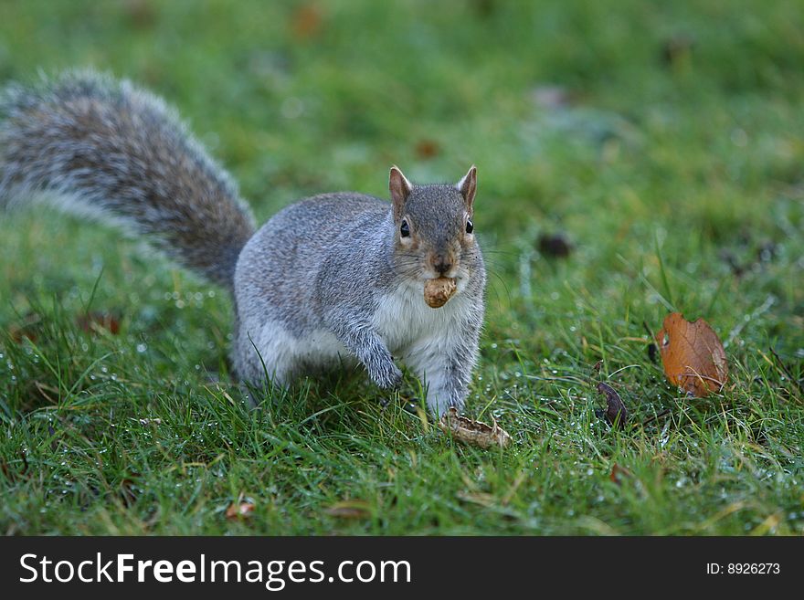 Hyde Park squirrel eating a nut