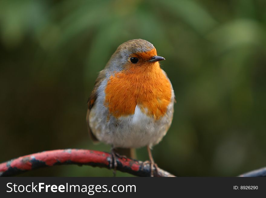 Robin sitting on a fence in Hyde Park London